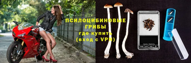 где купить наркоту  это какой сайт  Галлюциногенные грибы Psilocybine cubensis  Солигалич 